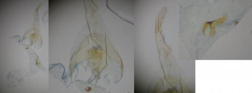 Coleophora milvipennis